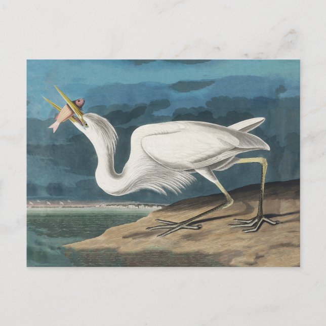 Carte Postale Grande Peinture de la faune d'Audubon Heron blanc (Devant)