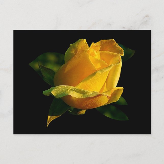 Carte Postale Grande rose jaune (Devant)