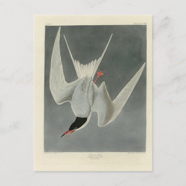 Carte Postale Grande Sterne, Sterne commune - Audubon Birds of A (Devant)