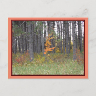 Carte Postale Grands arbres du nord du Minnesota/Carte postale d