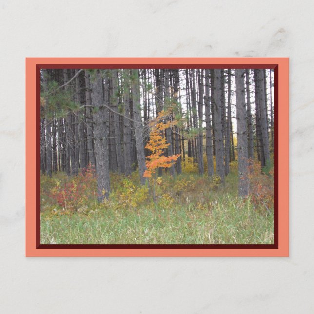 Carte Postale Grands arbres du nord du Minnesota/Carte postale d (Devant)