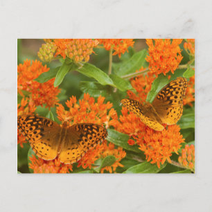 Carte Postale Grands fritillaires à bordure noire sur Asclépiade