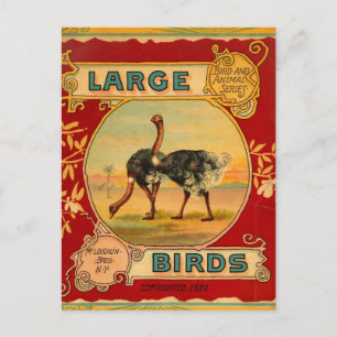 Carte Postale Grands oiseaux