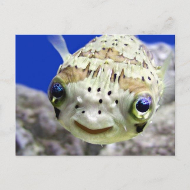 Carte Postale Grands yeux bleus (Devant)