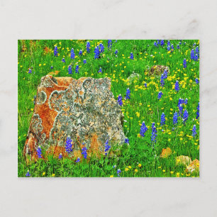 Carte Postale Granit et Fleurs sauvages sur Willow City Loop