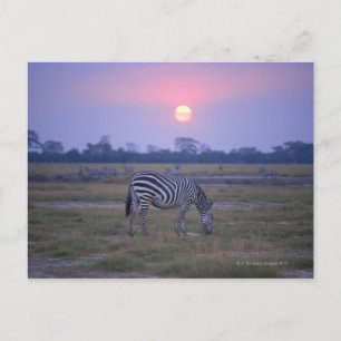 Carte Postale Grant Zebra 3