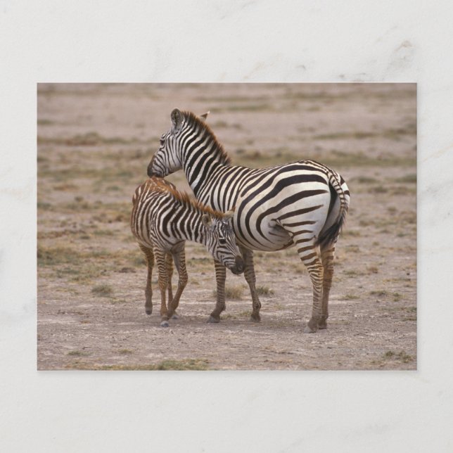 Carte Postale Grant Zebra 3 (Devant)
