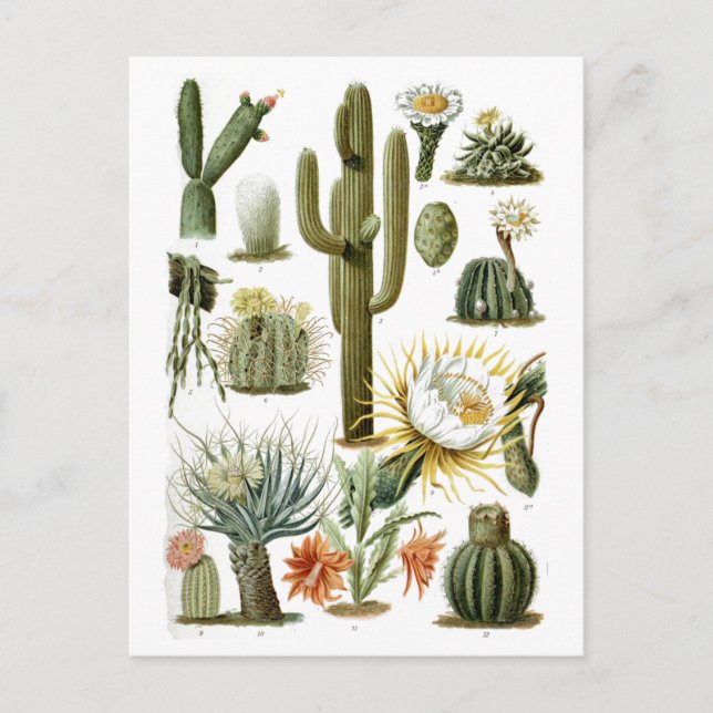 Carte Postale Graphique Cactus vintage (Devant)