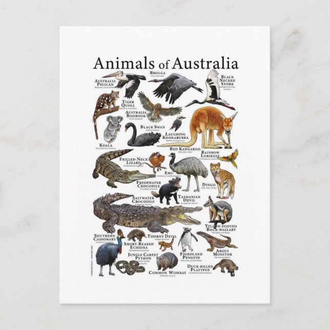 Carte Postale Graphique d'animaux d'Australie (Devant)