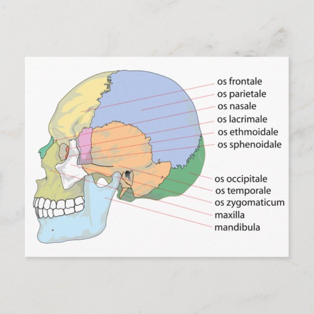 Carte Postale Graphique Nom de l'os crânien humain (Devant)