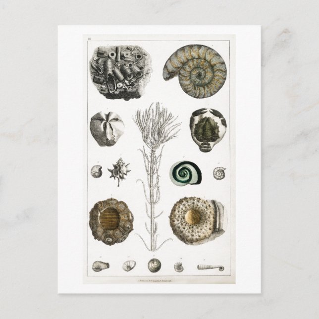 CARTE POSTALE GRAPHIQUE vintage FOSSILES (Devant)