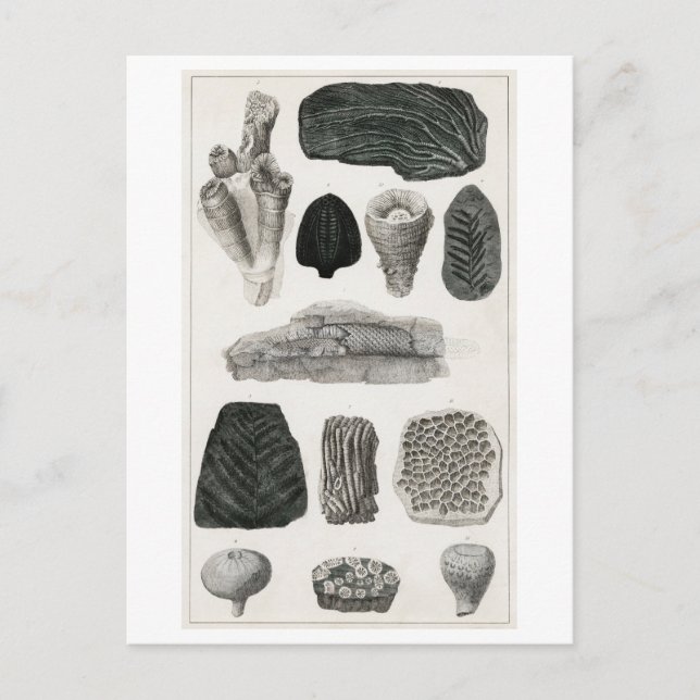 CARTE POSTALE GRAPHIQUE vintage FOSSILES (Devant)