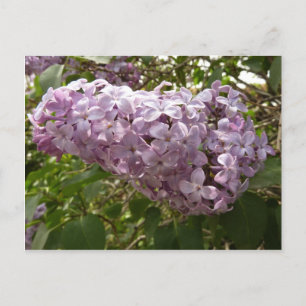 Carte Postale Grappe de fleurs de Lilac Printemps Floral