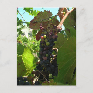 Carte postale - Grappe de raisins sur vigne