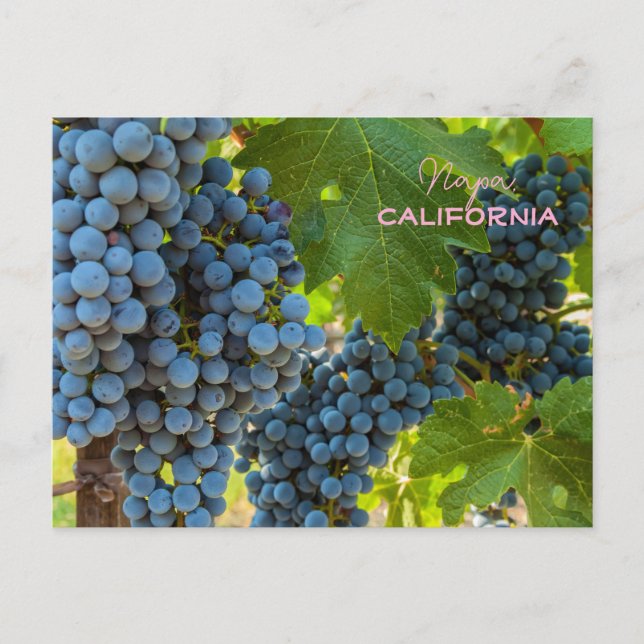 Carte Postale Grappes (Devant)