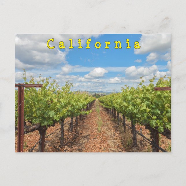 Carte Postale Grappes (Devant)
