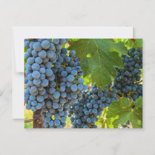 Carte Postale Grappes