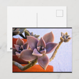 Carte Postale Graptopetalum Paraguayense, Plante fantôme succule