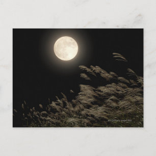 Carte Postale Grass Pampas japonais