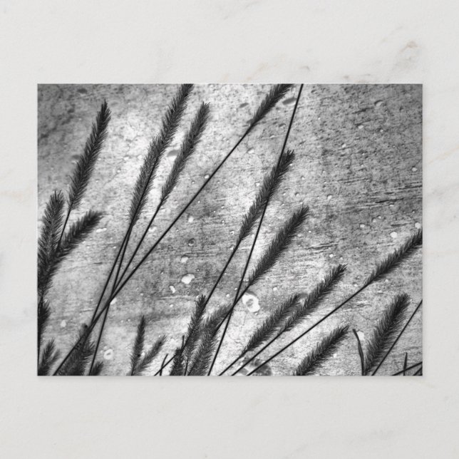 Carte Postale Grass séché Béton Mur noir et blanc (Devant)