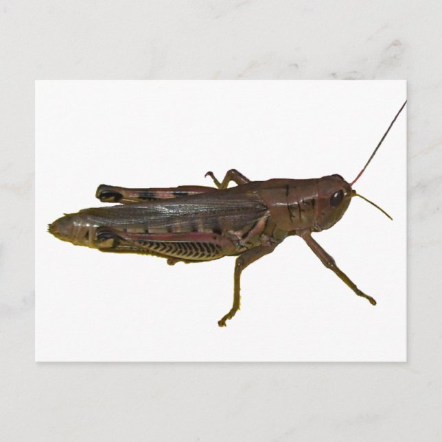 Carte Postale Grasshopper (Devant)
