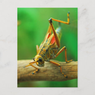 Carte postale Grasshopper