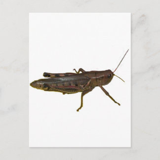 Carte Postale Grasshopper