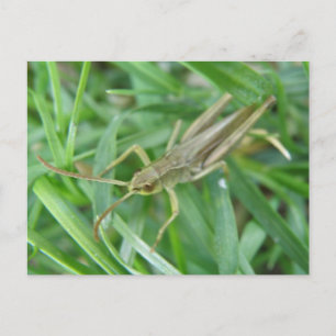Carte postale Grasshopper