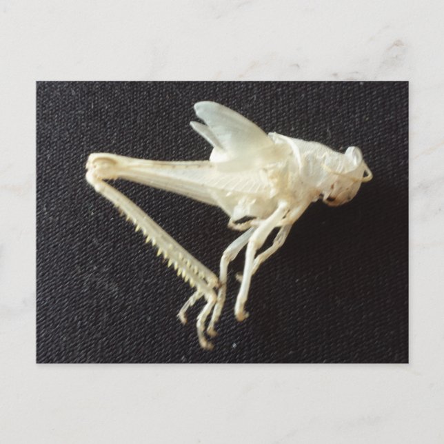 Carte Postale Grasshopper 1 -educatedbrainfart (Devant)