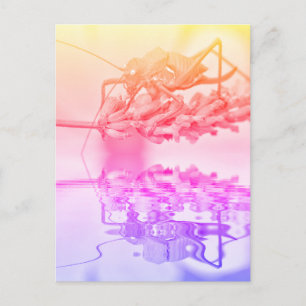 Carte Postale Grasshopper au-dessus de l'eau avec réflexion