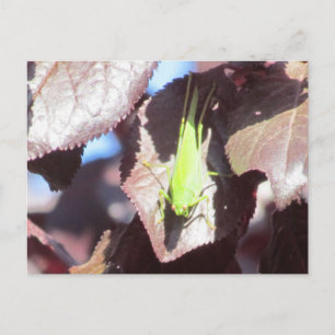 Carte postale - Grasshopper dans l'arbre