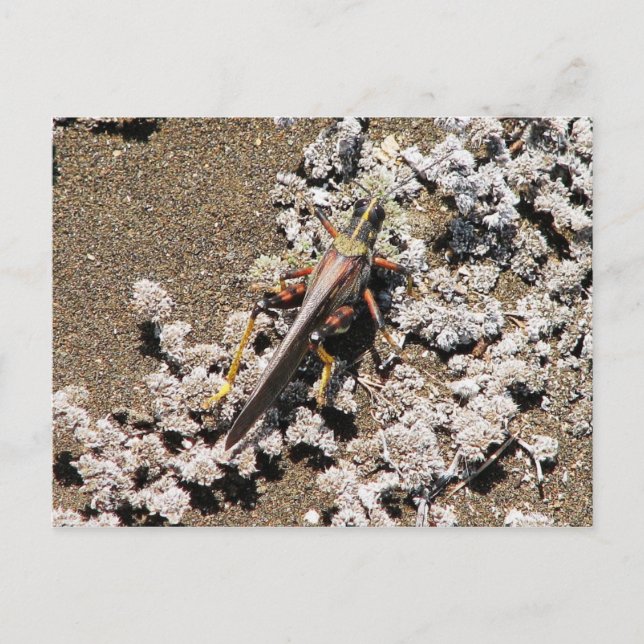 Carte Postale Grasshopper, Isla Bartolome, Galapagos (Devant)