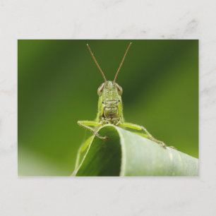 Carte Postale Grasshopper sur la feuille, Grasshopper Face Gros 