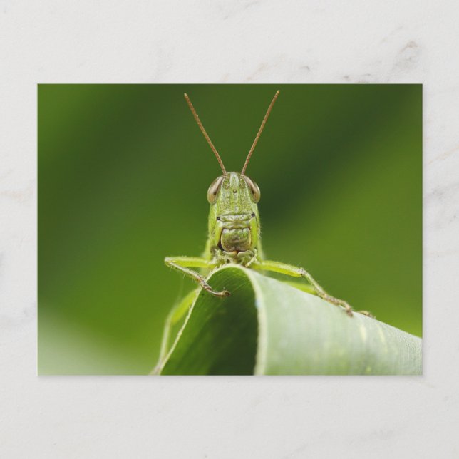 Carte Postale Grasshopper sur la feuille, Grasshopper Face Gros  (Devant)