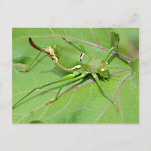 Carte Postale Grasshopper sur la feuille vue ci-dessus