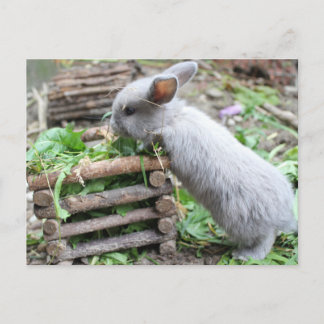 Carte Postale graues Häschen das frisst