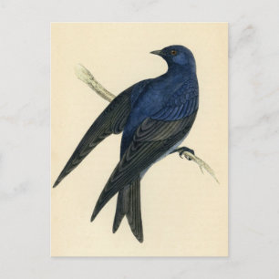 Carte Postale Gravure ancienne d'un Martinet pourpré