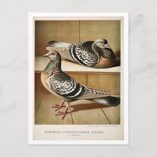 Carte Postale Gravure litho pigeon antique Coburger (Devant)