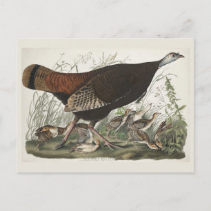 Carte Postale Gravure vintage d'Audubon représentant une femelle