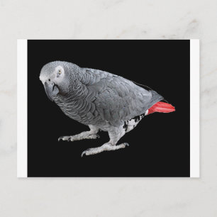 Carte Postale "Gray africain"