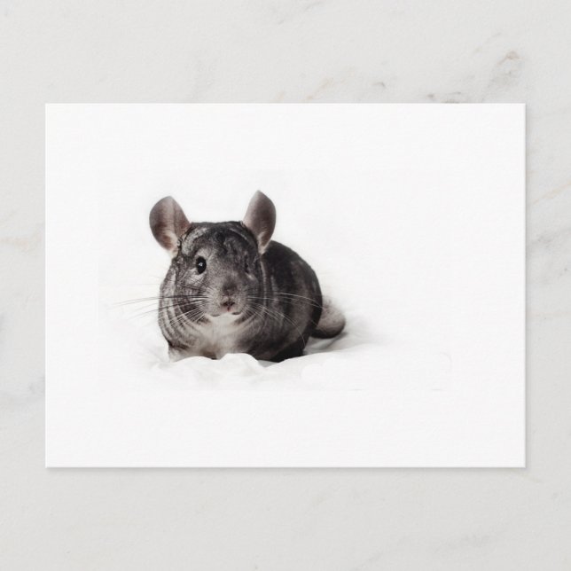 Carte Postale Gray Chinchilla mignonne à Blanket (Devant)