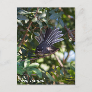 Carte Postale Gray Fantail