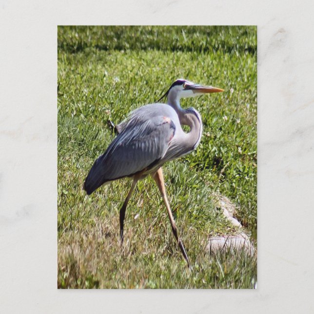 Carte postale Great Blue Heron (Devant)