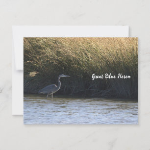 Carte postale Great Blue Heron