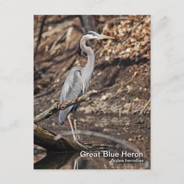Carte postale Great Blue Heron (Devant)