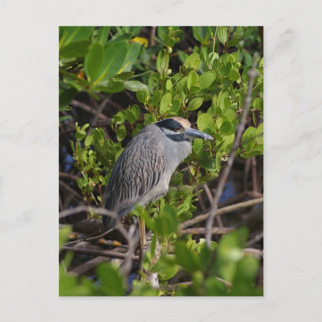 Carte postale Great Blue Heron (Devant)