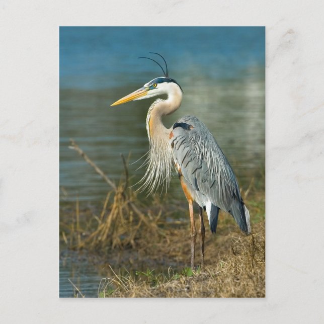 Carte postale Great Blue Heron (Devant)