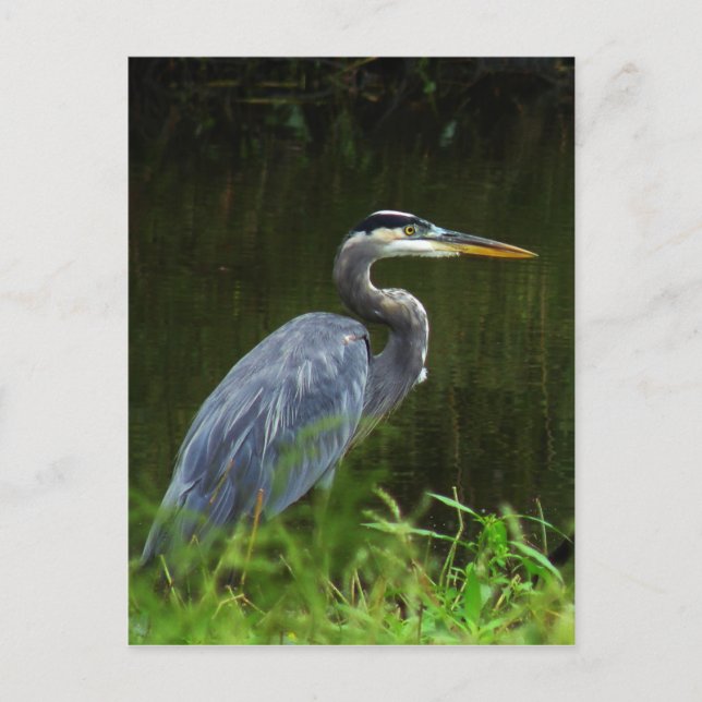 Carte postale Great Blue Heron 3 (Devant)