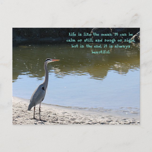 Carte Postale Great Blue Heron Hilton Head Sc Avec Océan (Devant)