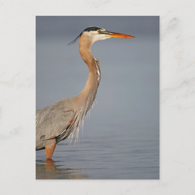 Carte Postale Great Blue Heron Profile (Devant)